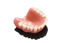 牙齿模型(图1)